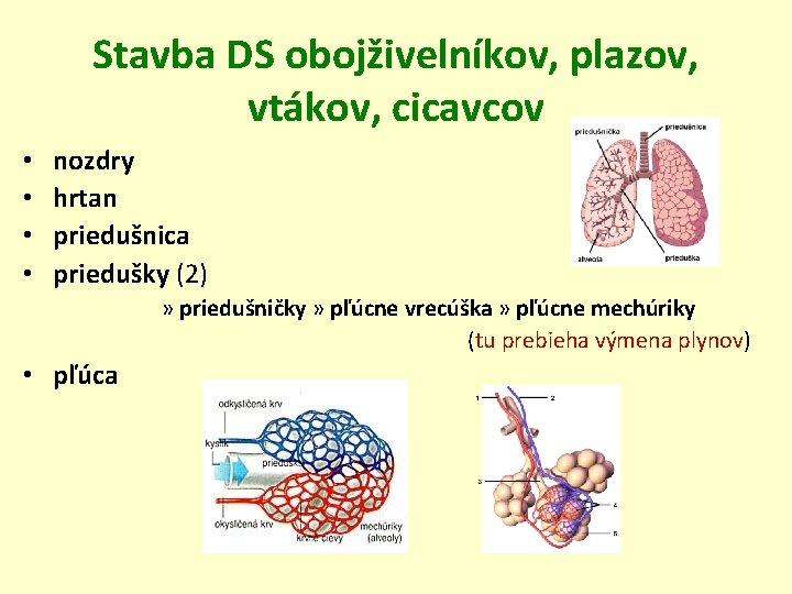 Stavba DS obojživelníkov, plazov, vtákov, cicavcov • • nozdry hrtan priedušnica priedušky (2) »