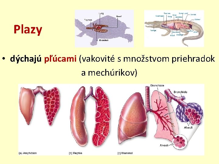 Plazy • dýchajú pľúcami (vakovité s množstvom priehradok a mechúrikov) 