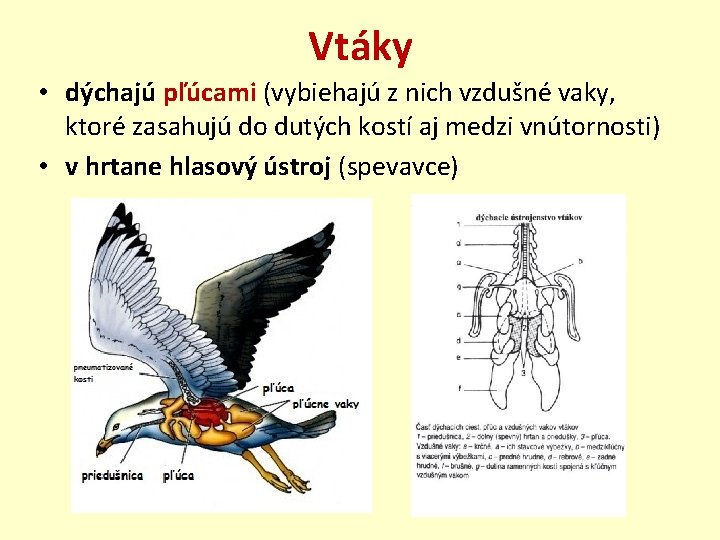 Vtáky • dýchajú pľúcami (vybiehajú z nich vzdušné vaky, ktoré zasahujú do dutých kostí