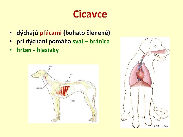 Cicavce • dýchajú pľúcami (bohato členené) • pri dýchaní pomáha sval – bránica •