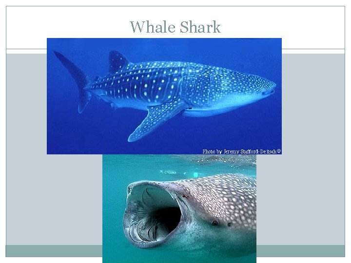 Whale Shark 