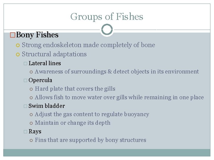 Groups of Fishes �Bony Fishes Strong endoskeleton made completely of bone Structural adaptations �