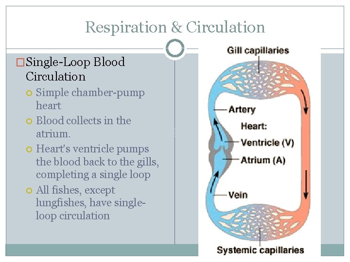 Respiration & Circulation �Single-Loop Blood Circulation Simple chamber-pump heart Blood collects in the atrium.