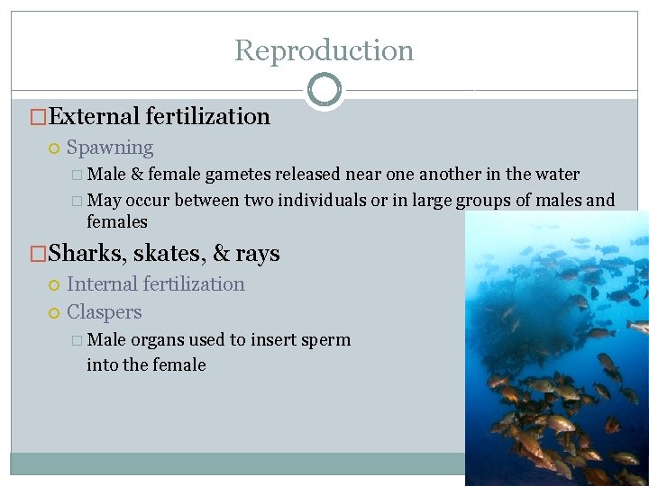 Reproduction �External fertilization Spawning � Male & female gametes released near one another in