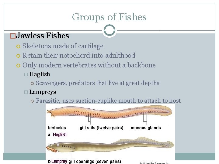 Groups of Fishes �Jawless Fishes Skeletons made of cartilage Retain their notochord into adulthood