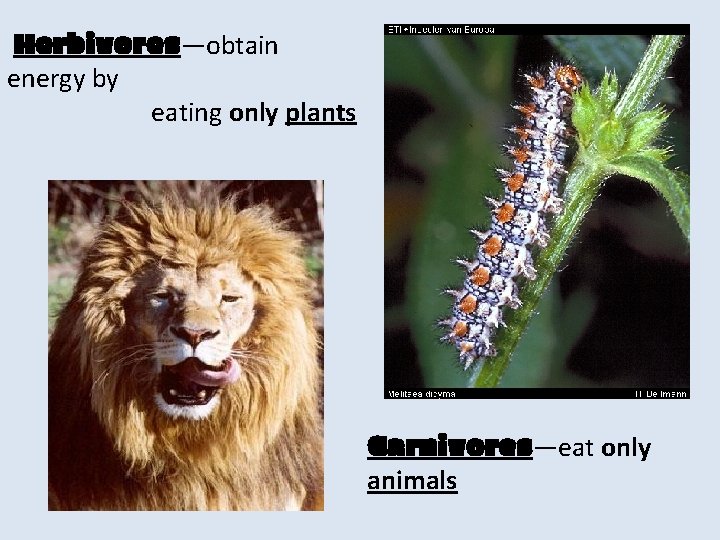 Herbivores—obtain energy by eating only plants Carnivores—eat only animals 