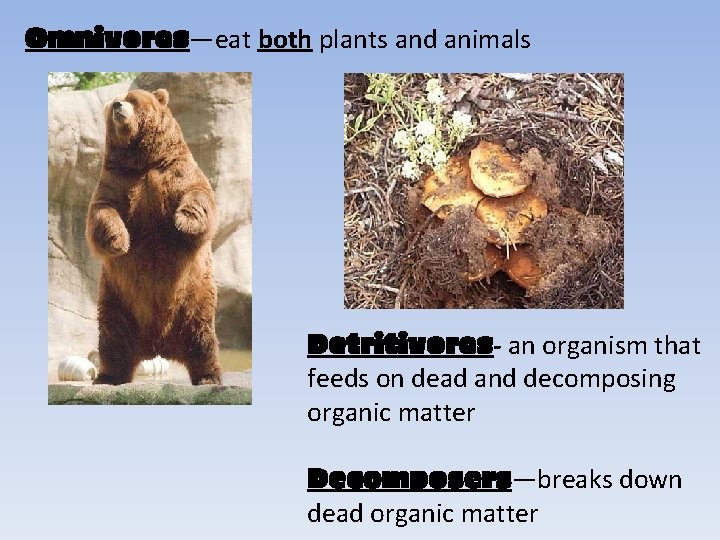Omnivores—eat both plants and animals Detritivores- an organism that feeds on dead and decomposing