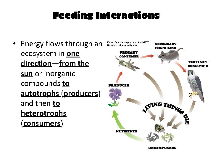 Feeding Interactions • Energy flows through an ecosystem in one direction—from the sun or