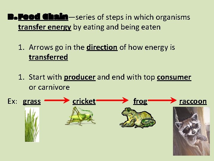 B. Food Chain—series of steps in which organisms transfer energy by eating and being