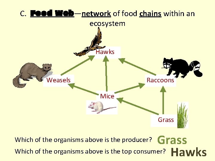 C. Food Web—network of food chains within an ecosystem Hawks Weasels Raccoons Mice Grass