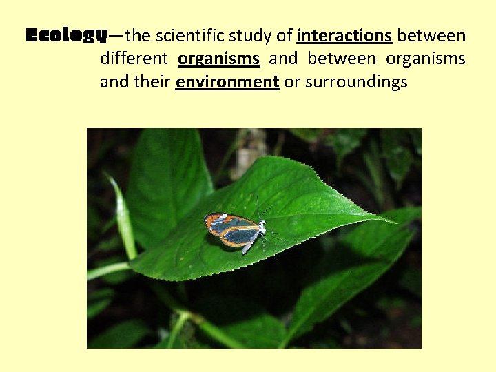 Ecology—the scientific study of interactions between different organisms and between organisms and their environment