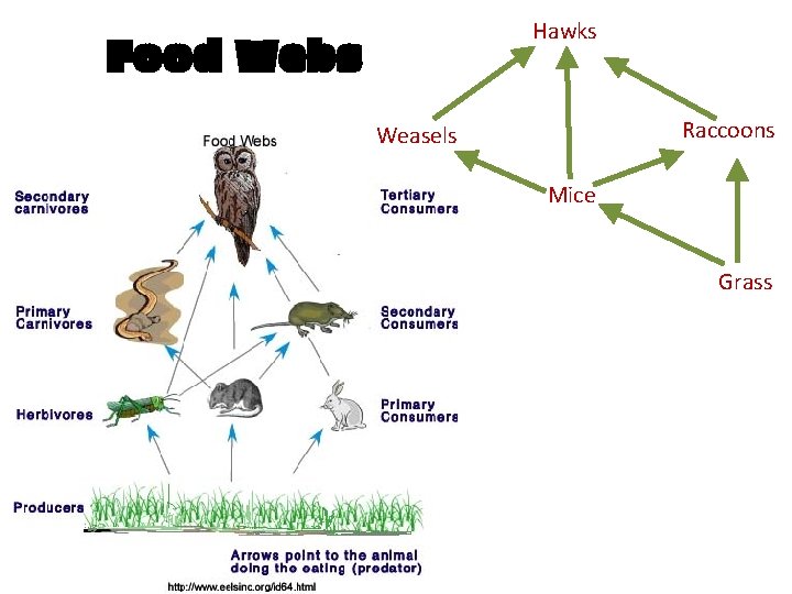 Hawks Food Webs Raccoons Weasels Mice Grass 