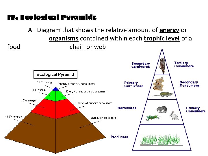 IV. Ecological Pyramids food A. Diagram that shows the relative amount of energy or