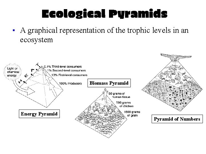 Ecological Pyramids ▪ A graphical representation of the trophic levels in an ecosystem Biomass