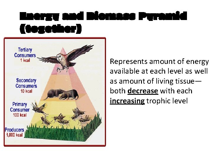 Energy and Biomass Pyramid (together) Represents amount of energy available at each level as