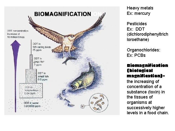 Heavy metals Ex: mercury Pesticides Ex: DDT (dichlorodiphenyltrich loroethane) Organochlorides: Ex: PCBs Biomagnification (biological