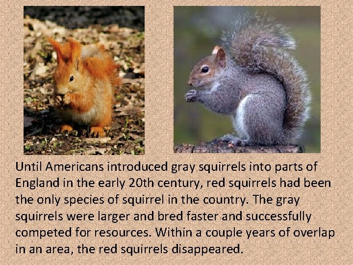 Until Americans introduced gray squirrels into parts of England in the early 20 th