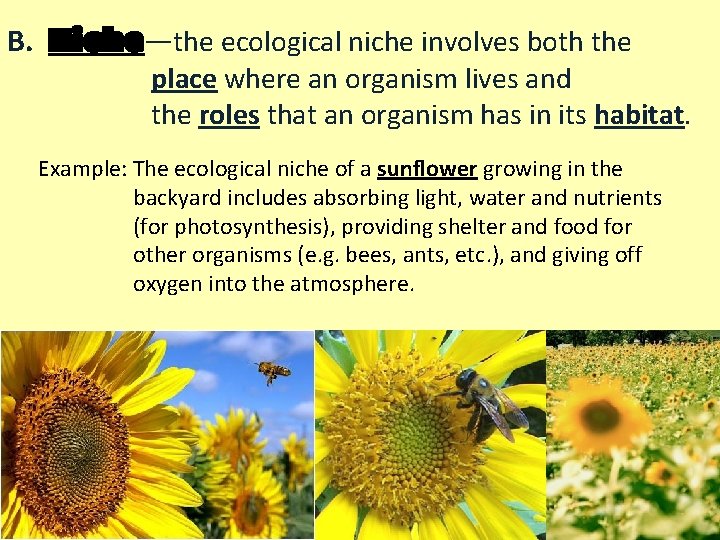 B. Niche—the ecological niche involves both the place where an organism lives and the