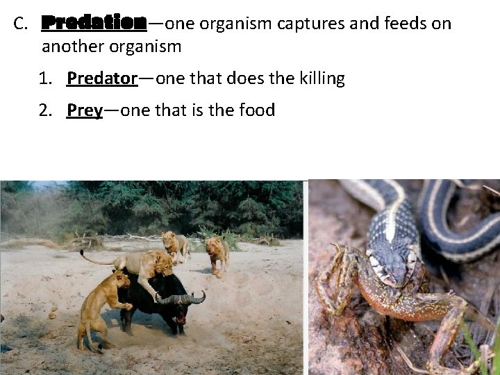 C. Predation—one organism captures and feeds on another organism 1. Predator—one that does the