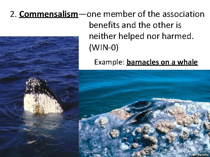 2. Commensalism—one member of the association benefits and the other is neither helped nor