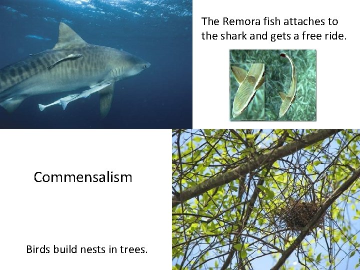 The Remora fish attaches to the shark and gets a free ride. Commensalism Birds