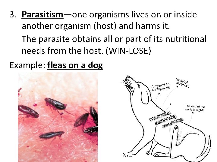 3. Parasitism—one organisms lives on or inside another organism (host) and harms it. The