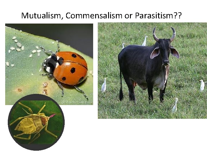 Mutualism, Commensalism or Parasitism? ? 