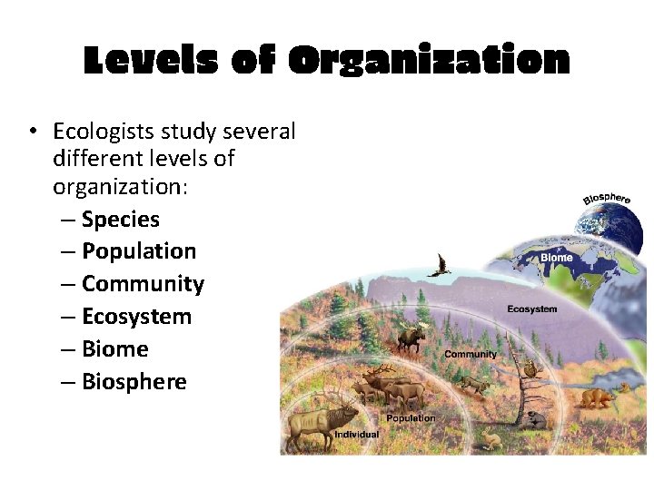 Levels of Organization • Ecologists study several different levels of organization: – Species –