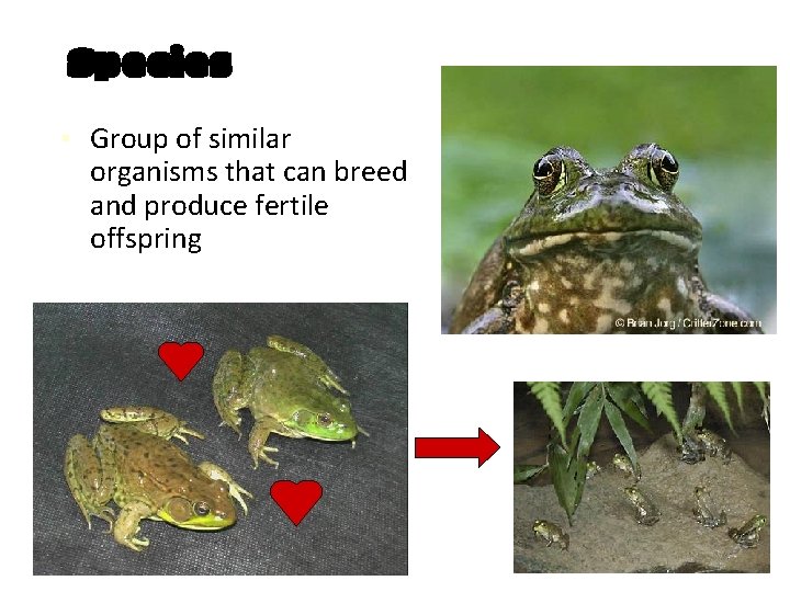 Species ▪ Group of similar organisms that can breed and produce fertile offspring 