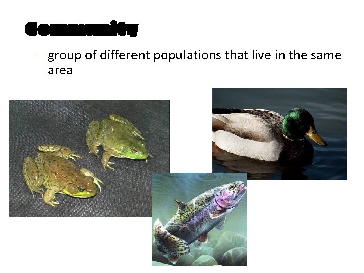 Community ▪ group of different populations that live in the same area 