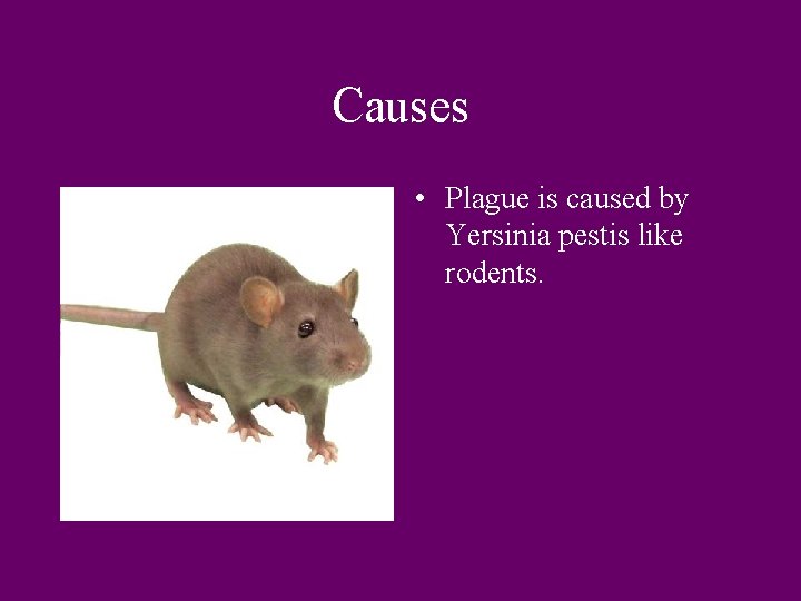 Causes • Plague is caused by Yersinia pestis like rodents. 