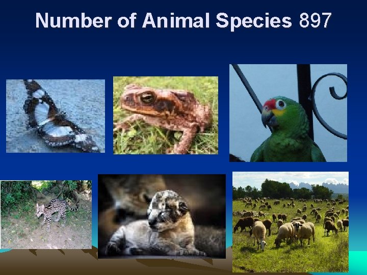 Number of Animal Species 897 