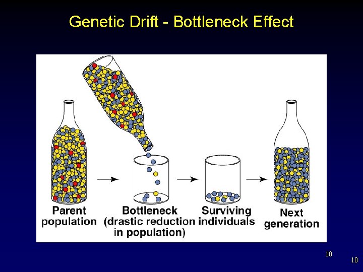 Genetic Drift - Bottleneck Effect 10 10 