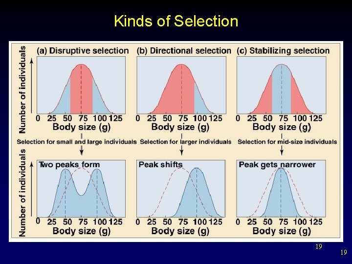 Kinds of Selection 19 19 