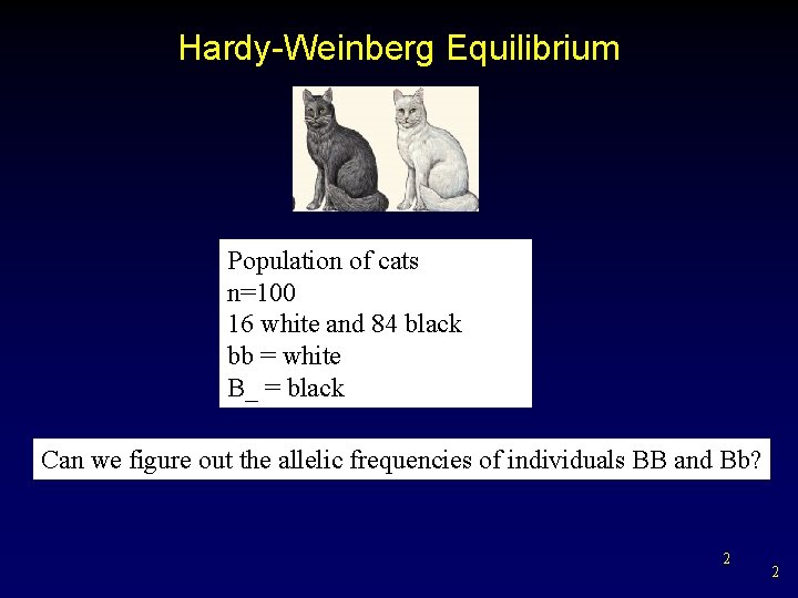 Hardy-Weinberg Equilibrium Population of cats n=100 16 white and 84 black bb = white