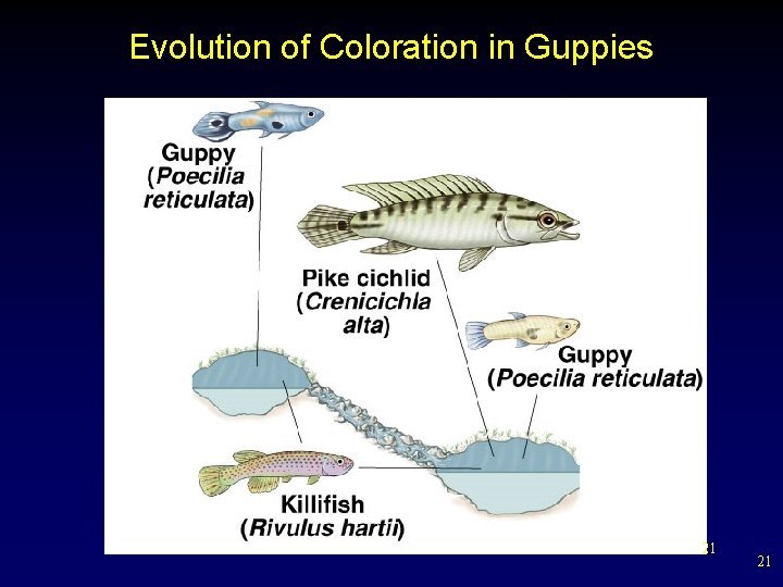 Evolution of Coloration in Guppies 21 21 