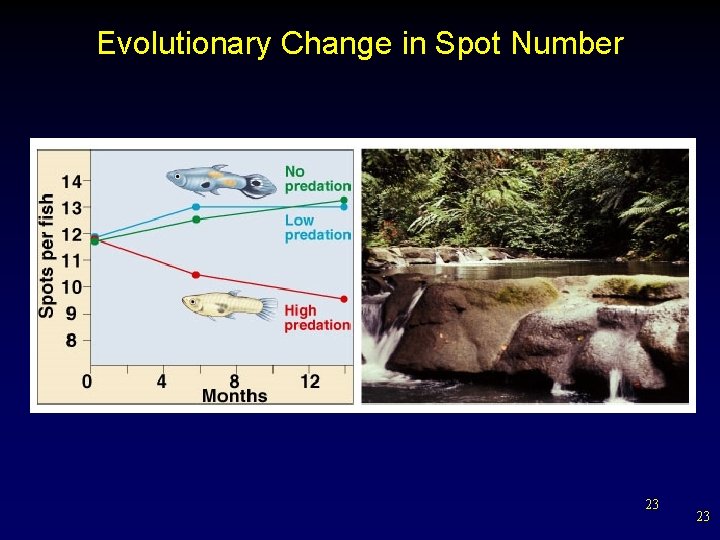 Evolutionary Change in Spot Number 23 23 