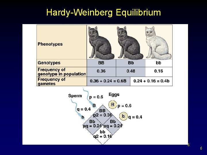 Hardy-Weinberg Equilibrium 6 6 