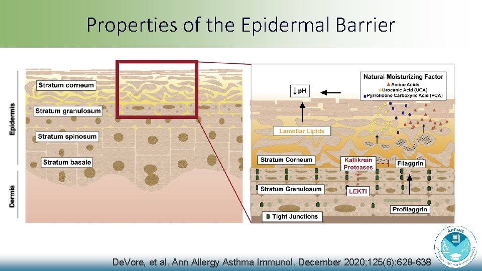 Properties of the Epidermal Barrier De. Vore, et al. Ann Allergy Asthma Immunol. December