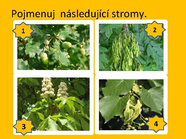 Pojmenuj následující stromy. 1 2 3 4 