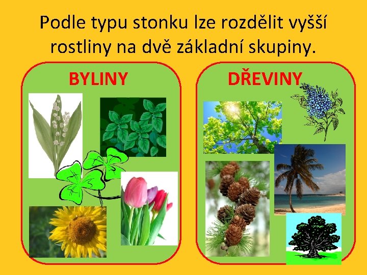 Podle typu stonku lze rozdělit vyšší rostliny na dvě základní skupiny. BYLINY DŘEVINY 