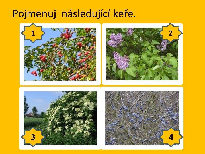 Pojmenuj následující keře. 1 2 3 4 