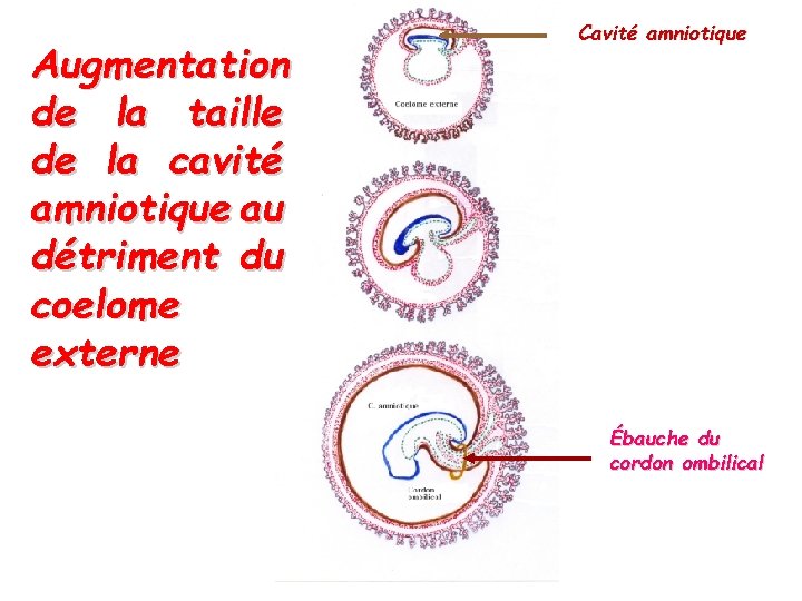 Augmentation de la taille de la cavité amniotique au détriment du coelome externe Cavité