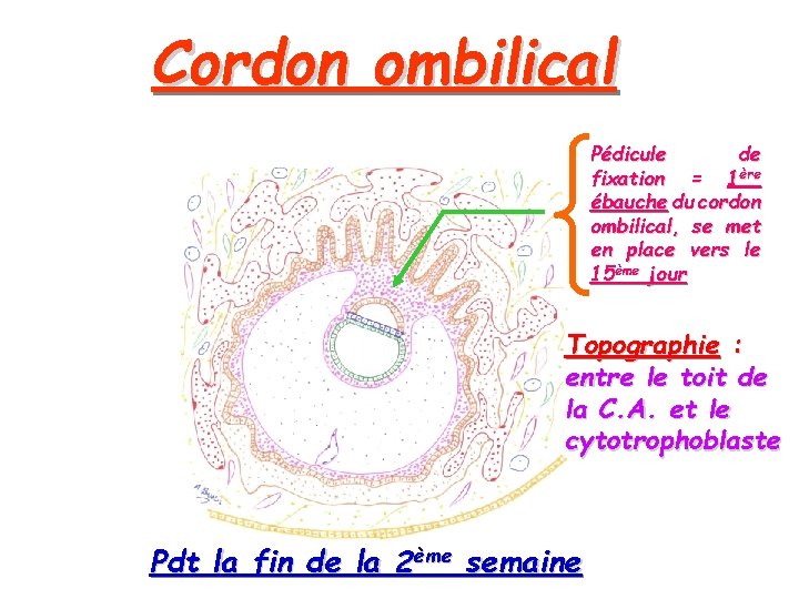 Cordon ombilical Pédicule de fixation = 1ère ébauche du cordon ombilical, se met en