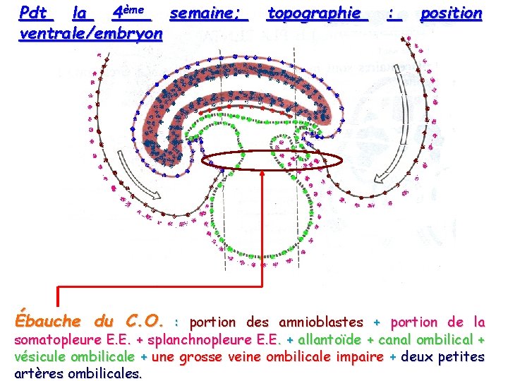 Pdt la 4ème semaine; ventrale/embryon topographie : position Ébauche du C. O. : portion