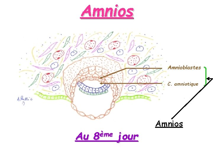 Amnios Amnioblastes C. amniotique Au 8ème jour Amnios 