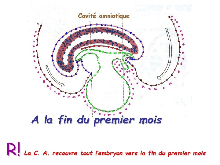 Cavité amniotique A la fin du premier mois R! La C. A. recouvre tout