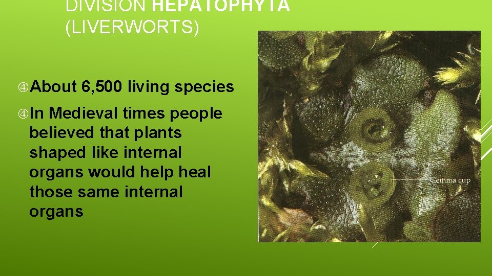 DIVISION HEPATOPHYTA (LIVERWORTS) About In 6, 500 living species Medieval times people believed that