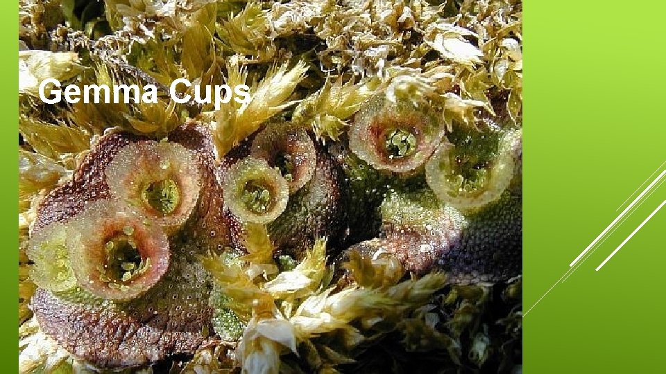 Gemma Cups 