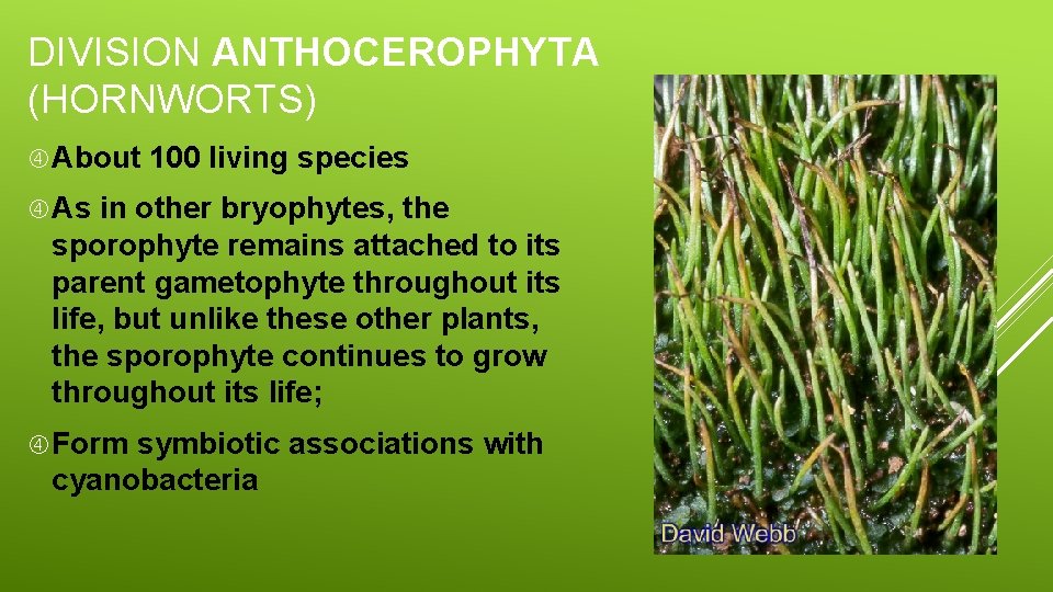 DIVISION ANTHOCEROPHYTA (HORNWORTS) About 100 living species As in other bryophytes, the sporophyte remains